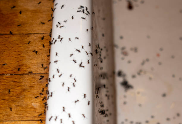Best Residential Pest Control  in Columbus, MN
