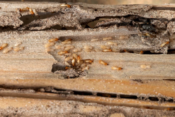 Best Flea Control Services  in Columbus, MN